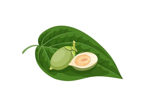 Vector illustration, green betel leaf and areca nut, isolated on a ...