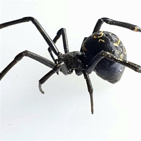 Latrodectus tredecimguttatus (Rossi, 1790) ♂ from Egypt, after Metwally ...