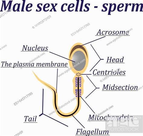 Diagram Of The Male Sex Cells Sperm Isolated On A White Background