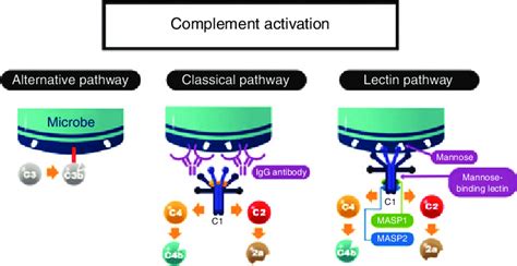 First Steps In Complement Activation Overview Of The Complement