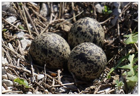 Killdeer Nest of Eggs, Can You Find It? | Debra Engelken