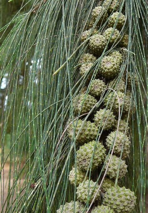 Cum S Cre Ti I S Ngrije Ti Arborele Casuarina Share