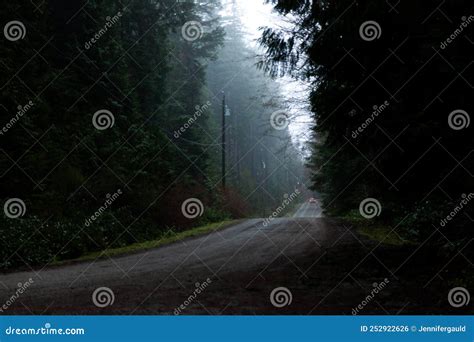 A Road through a Dark Foggy Misty Forest Stock Photo - Image of misty ...