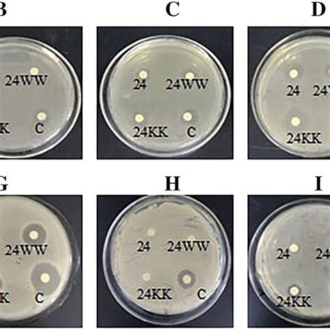 The Vitro Antibacterial Activity Of Pmap Gi And Its Analogs The