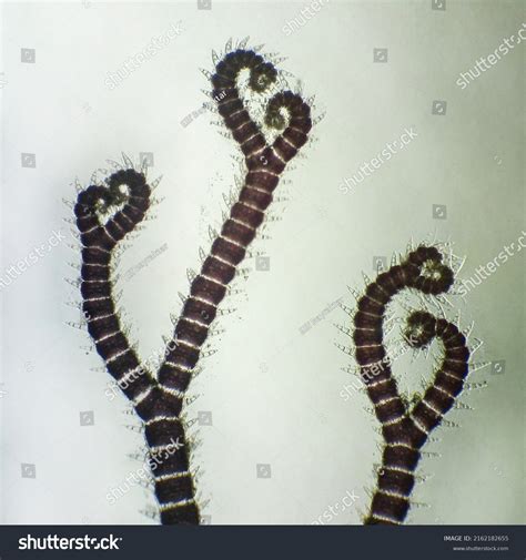 Ceramium Sp Red Algae Under Microscopic Stock Photo