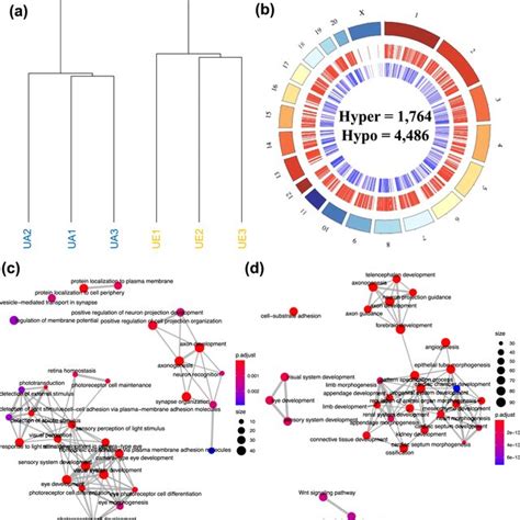 Differential Methylation Levels Distinguish Embryonic Ue From Adult