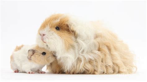 Alpaca Guinea Pig And Baby by Mark Taylor - Pixels