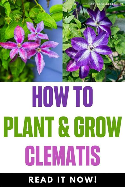 Clematis Vine Care Planting Growing And Pruning Tips Artofit