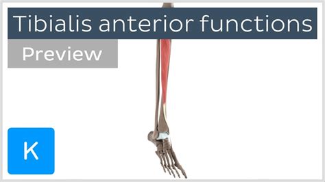 Tibialis Anterior Function