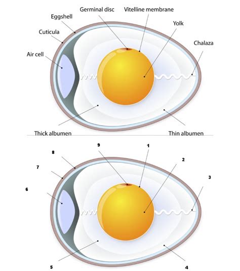 Egg Structure | PDF