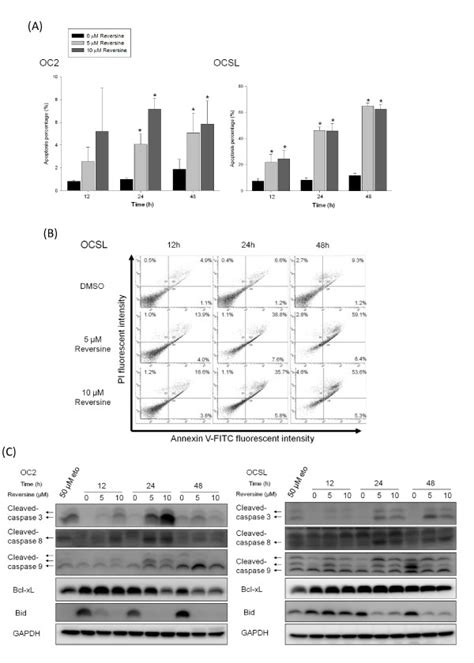 Induction Of Apoptosis By Reversine A Oscc Cells Were Treated With