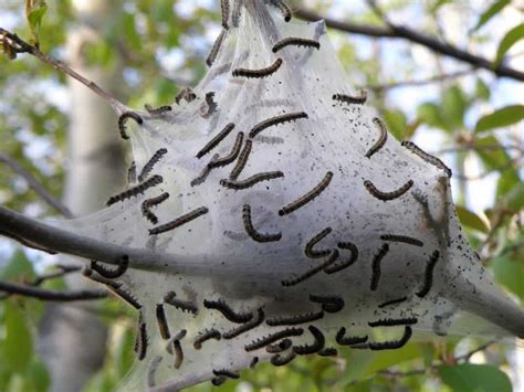 7 Easy Ways To Get Rid Of Oakworms On Your Tree Tree Journey