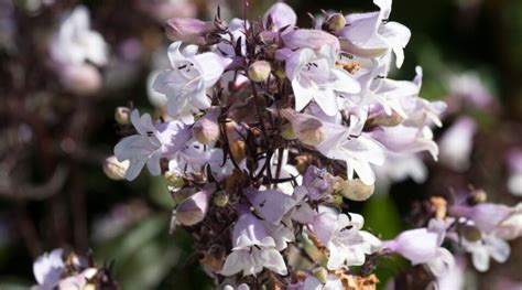 21 Beautiful Penstemon Varieties for Your Garden