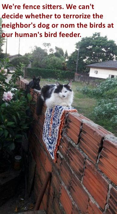 Fence Sitters Lolcats Lol Cat Memes Funny Cats Funny Cat