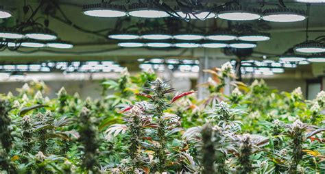 Commercial Lighting for Cannabis Cultivation | GrowMag