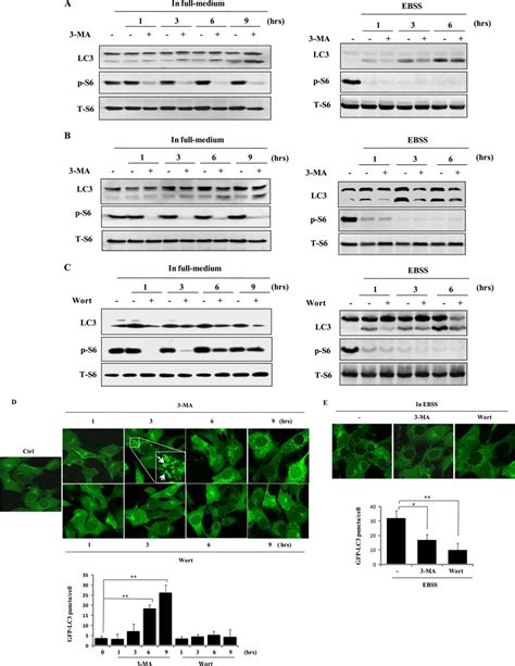 Dual Role Of 3 Methyladenine In Modulation Of Autophagy Via Different