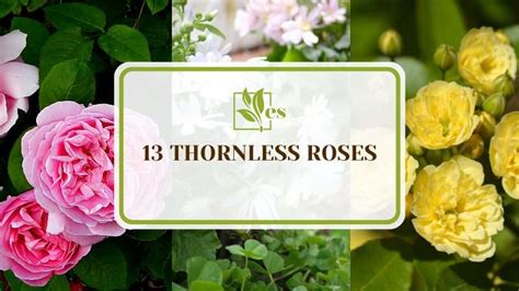 13 Thornless Roses To Help Make Your Garden Pain-free! - Evergreen Seeds