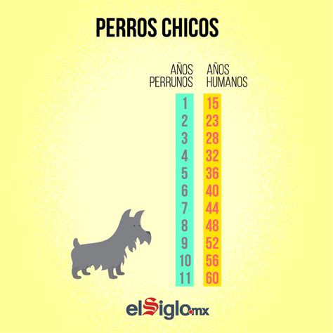 Edad De Perros En Humanos Actualizado Diciembre