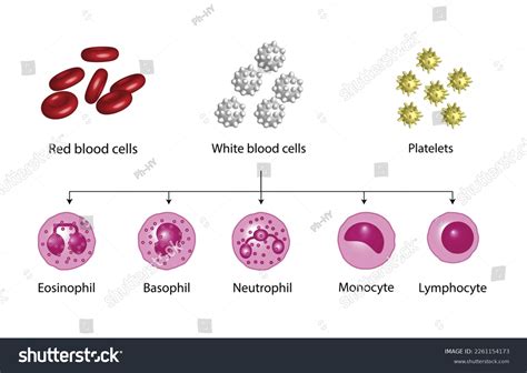 20 Innate Lymphoid T Cells Images Stock Photos Vectors Shutterstock