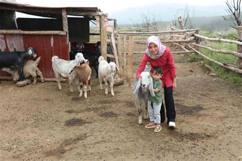 Muğla Büyükşehir Kıl Keçisi Projesi Meyvelerini Vermeye Başladı