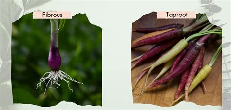 parts   plant  root system herbspeak