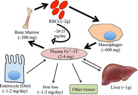 Iron Absorption Pathway