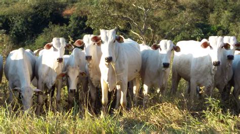 Venda de VACAS NELORE PECUÁRIA BR DivulGado Compra e Venda de