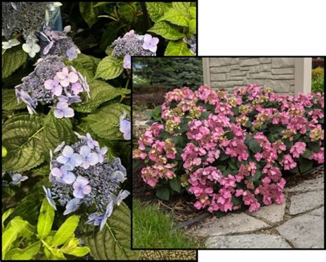 Pop Star Hydrangea Hinsdale Nurseries Welcome To Hinsdale Nurseries