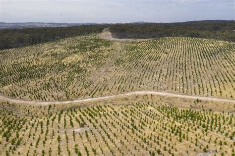 Aerial View of a Pine Tree Farm in the Hills Stock Photo - Image of ...