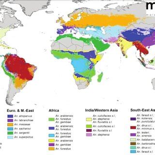 Global Distribution Of The Dominant Vector Species Of Malaria