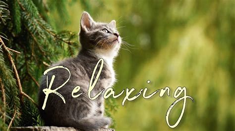 Crafting Calming Cat Music for Relaxation - YouTube