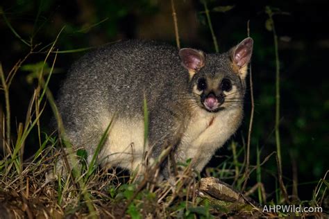 Common Brushtail Possum – AHP Wild