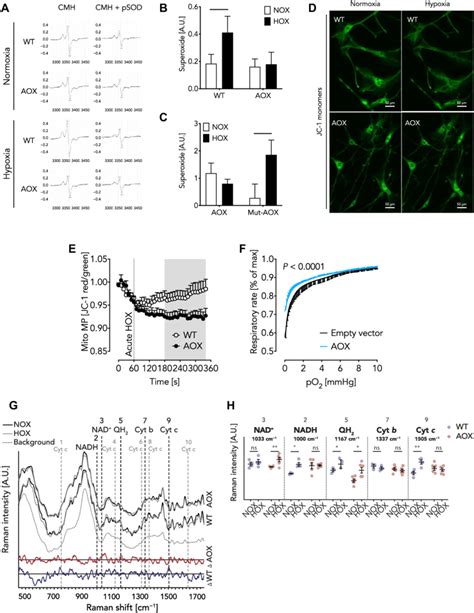 Aox Inhibits Hypoxia Induced Superoxide Release And Mitochondrial