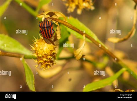 European Striped Shield Bug Hi Res Stock Photography And Images Alamy