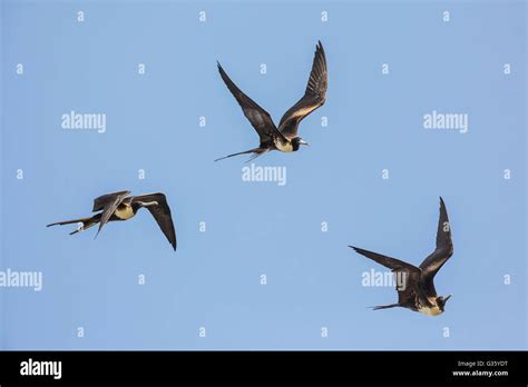 Magnificent Frigatebird Fregata Magnificens Adult Females Above Fort