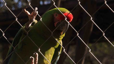 Miradas Que Enamoran Los Venados En El Venadario De El Fuerte