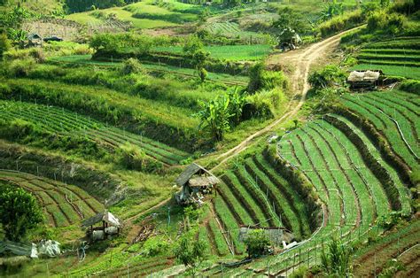 Terraced Farming By Karenmassier