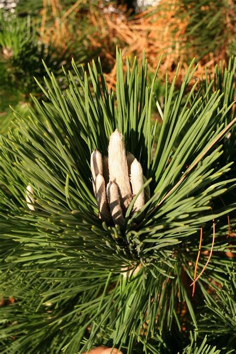 Pinus Thunbergii Japanese Black Pine Go Botany