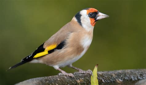 Goldfinch Tony Rawson Flickr