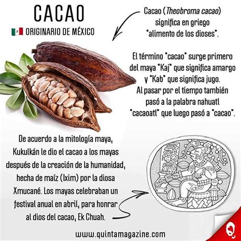 Cacao infografía Cacao Cocoa Theobroma cacao Original from