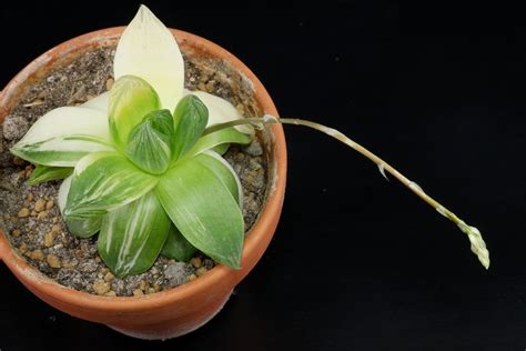 Haworthia Cymbiformis Variegata