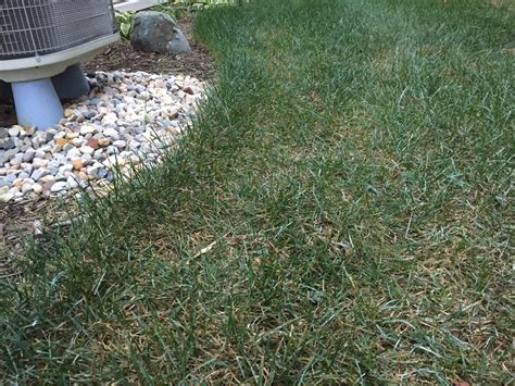 Silver White Spots On Grass Powdery Mildew [backyard Neophyte Landscaping Blog]