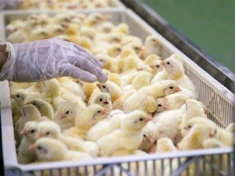 Ghanas Poultry Industry Witnessing Massive Revival Fsrp Access Agric