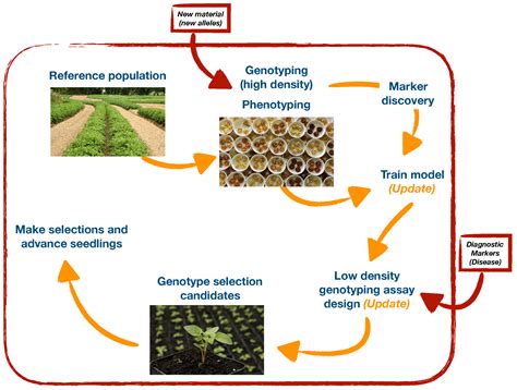 Agronomy Free Full Text Genome Wide Association And Genomic