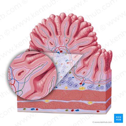 lacteal anatomy structure  function kenhub