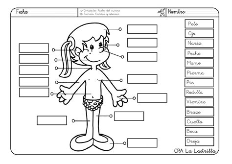 Partes Del Cuerpo Actividades