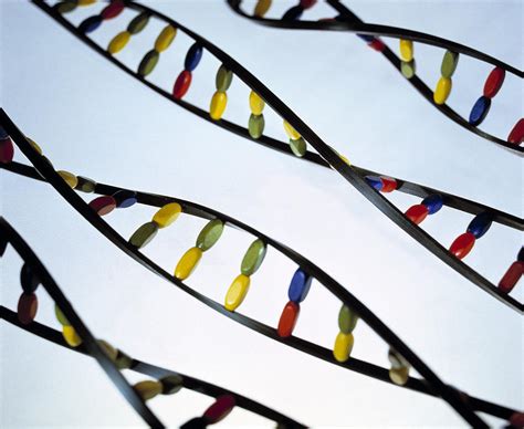 Dna Helices Photograph by Lawrence Lawry - Fine Art America