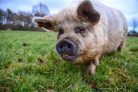 Shipton Moyne Grassy Field Pig Lewis Clarke Geograph Britain