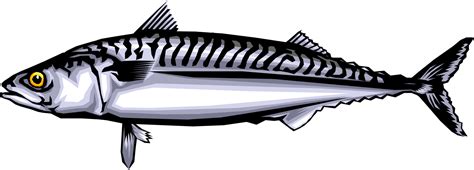 Mackerel Fish Vector Image