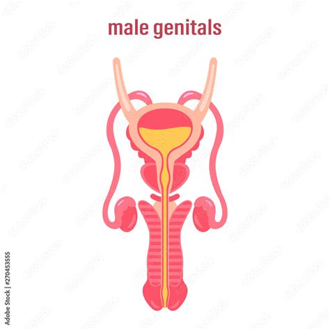 Female Reproductive System Sex Organs Vector Illustration On White